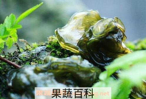 地皮菜如何人工种植 地皮菜种植技术