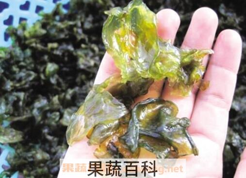 地皮菜如何人工种植 地皮菜种植技术