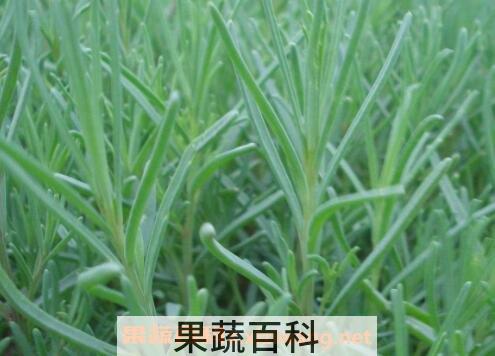 黄西菜的营养价值与功效