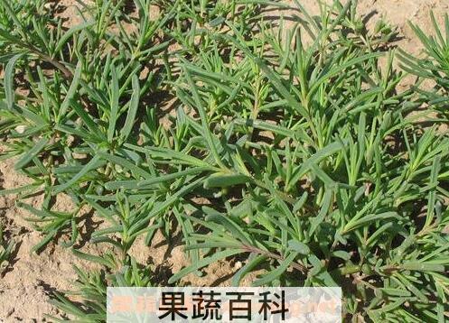 黄西菜的营养价值与功效