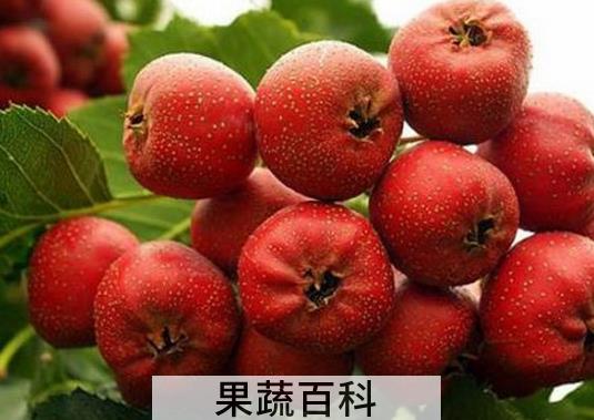 果蔬百科红果的功效与作用