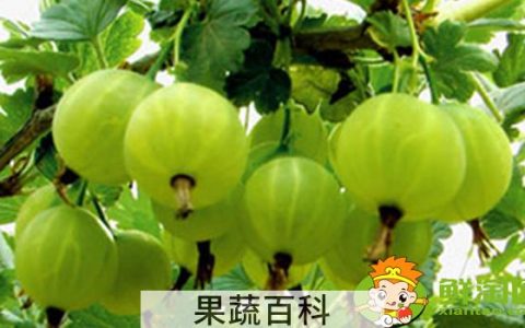 灯笼果要不要洗了吃，灯笼果怎么吃最有功效