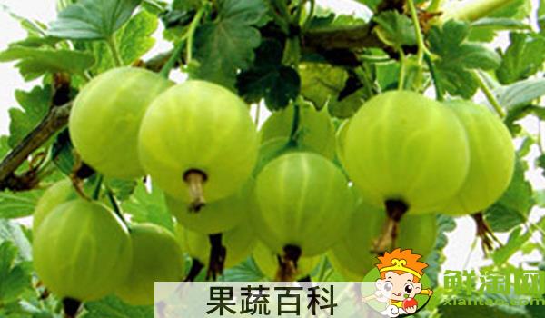 灯笼果要不要洗了吃，灯笼果怎么吃最有功效