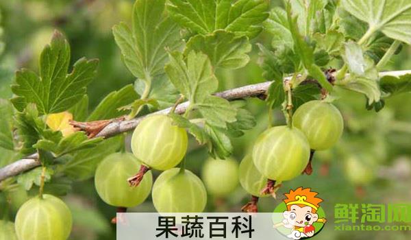 灯笼果要不要洗了吃，灯笼果怎么吃最有功效