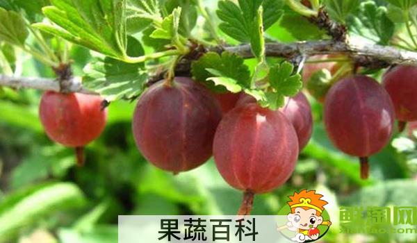 灯笼果要不要洗了吃，灯笼果怎么吃最有功效