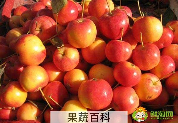 沙果是不是花红，海棠果和花红的区别