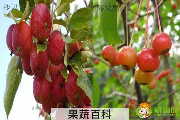 沙果是不是花红，海棠果和花红的区别