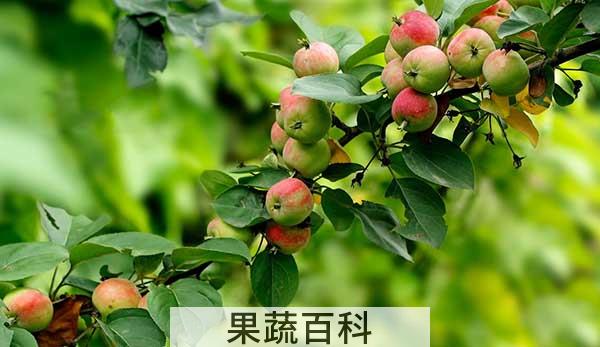 沙果是不是花红，海棠果和花红的区别