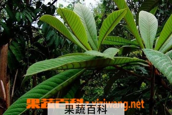 果蔬百科枇杷叶煮水的功效与作用
