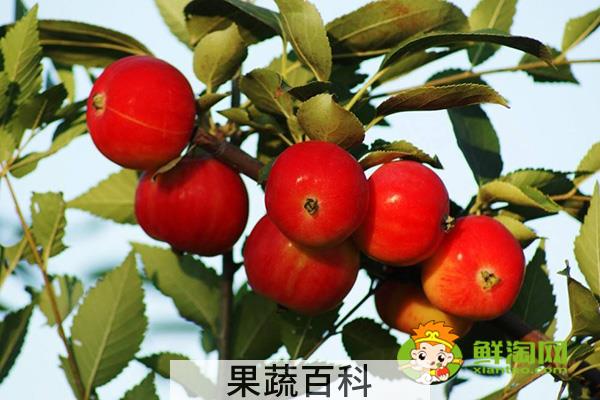 沙果产地主要在哪个省，最大的沙果产地