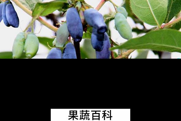 果蔬百科蓝靓果的功效与作用