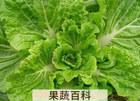 白菜的营养价值有哪些