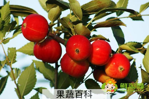 海棠果没熟青果怎样吃，沙果哪个地方的好吃