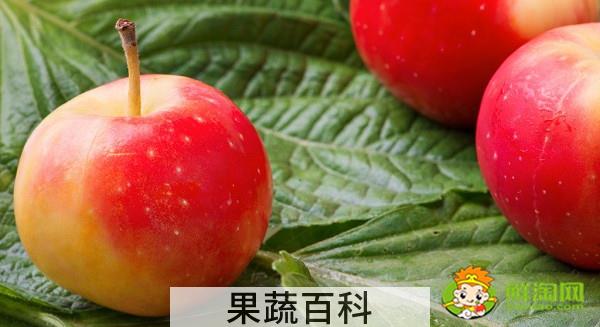 北方的沙果什么时候成熟，东北的沙果长什么样