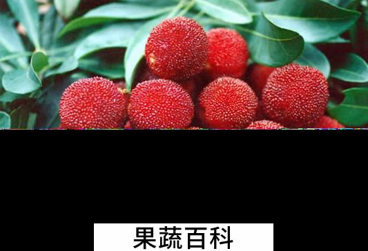果蔬百科杨梅怎么洗最干净