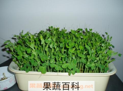 苗芽菜种植方法