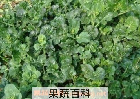 苗芽菜种植方法