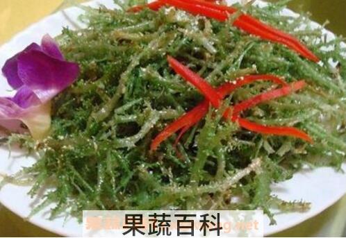 鹿角菜和珊瑚草的区别