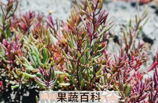 鹿角菜和珊瑚草的区别