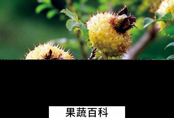 果蔬百科刺梨的营养价值