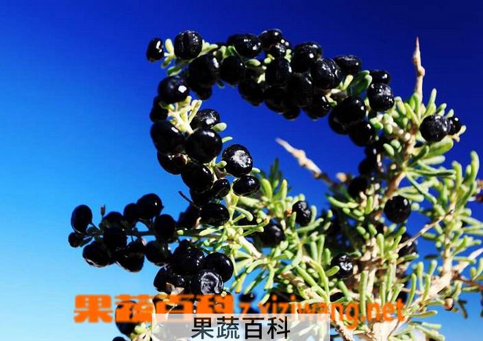 果蔬百科黑枸杞的功效与作用