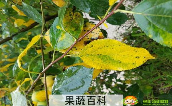 沙果用种子怎么种，沙果树叶黄是什么原因