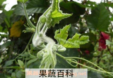南瓜蔓泡水喝的副作用