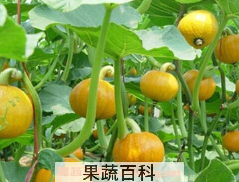 南瓜蔓泡水喝的副作用
