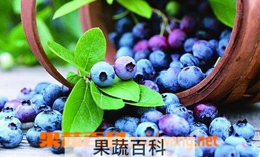 果蔬百科蓝莓的功效与作用