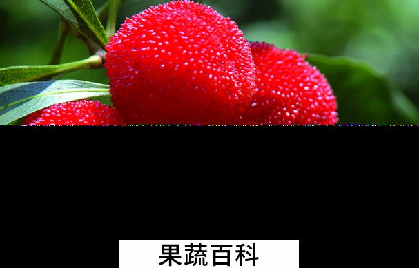 果蔬百科杨梅的营养价值与功效