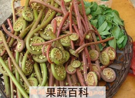 蕨菜的功效与作用及食用方法