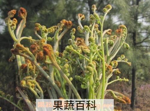 蕨菜的功效与作用及食用方法