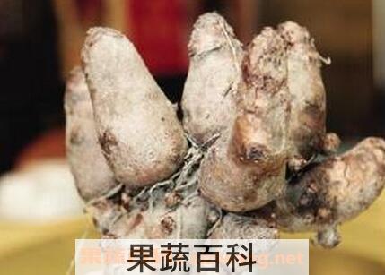 鸡爪芋的功效与作用 鸡爪芋的营养价值