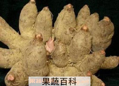 鸡爪芋