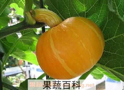 甜栗南瓜有什么营养 甜栗南瓜的营养价值介绍