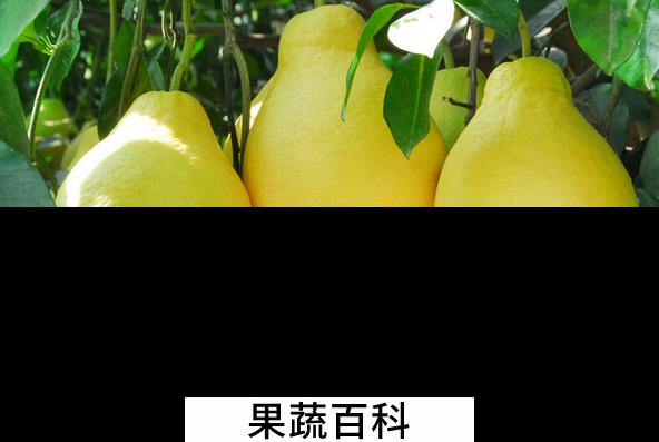 果蔬百科常见的无糖水果有哪些