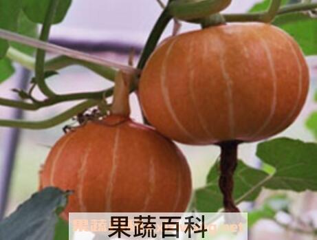 甜栗南瓜怎么做好吃