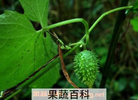 野黄瓜的吃法