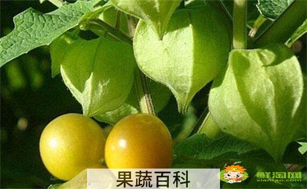 姑娘果是什么水果，姑娘果表皮有霉点能吃吗