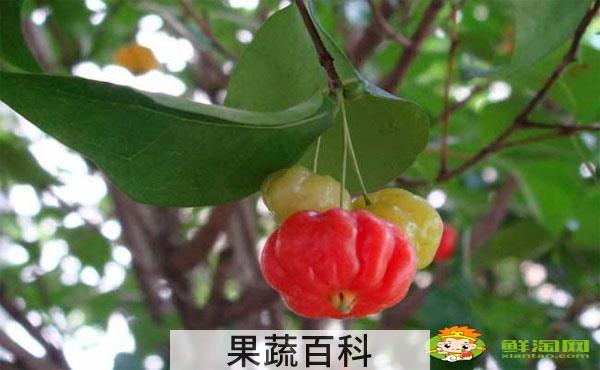 灯笼果怎么吃才好，红灯笼果和黄灯笼果哪个好吃