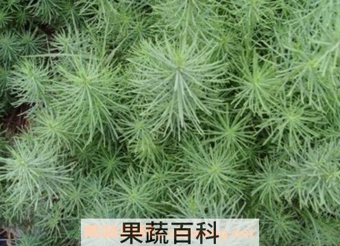 盐篷菜和海篷菜的区别