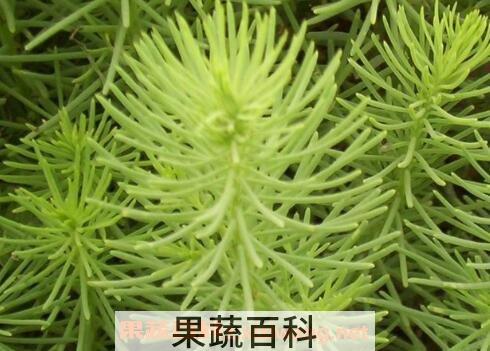 盐篷菜和海篷菜的区别