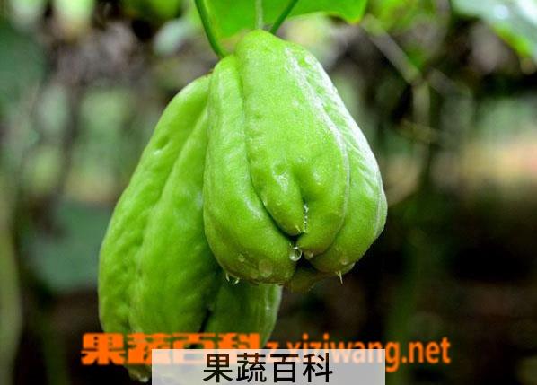 果蔬百科佛手瓜的功效与作用
