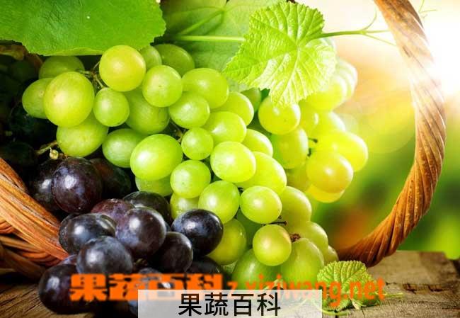 果蔬百科葡萄的功效与作用