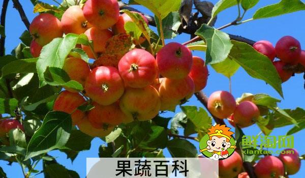 野沙果是什么果子，野沙果对身体有什么好处