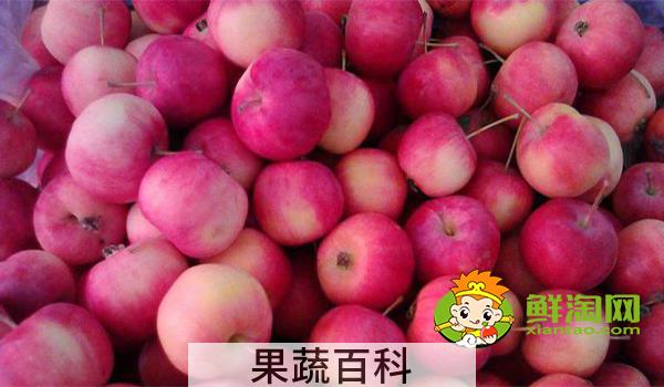 野沙果是什么果子，野沙果对身体有什么好处