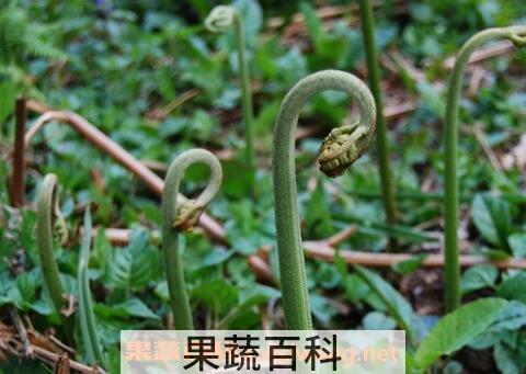 蕨菜图片 蕨菜的种植技术