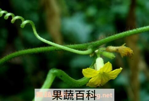 野黄瓜的功效与作用