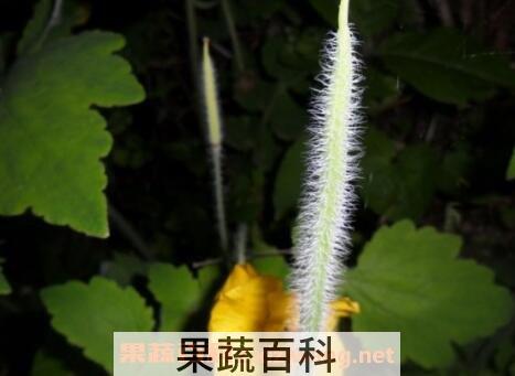 野黄瓜的功效与作用