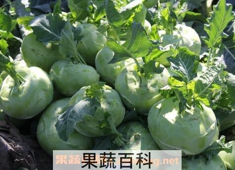 苤蓝的营养价值与功效作用